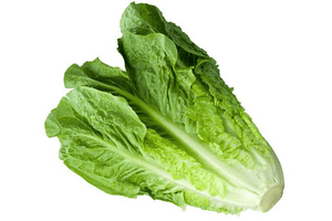 Green lettuce